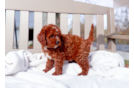 Cute Cavoodle Poodle Mix Puppy