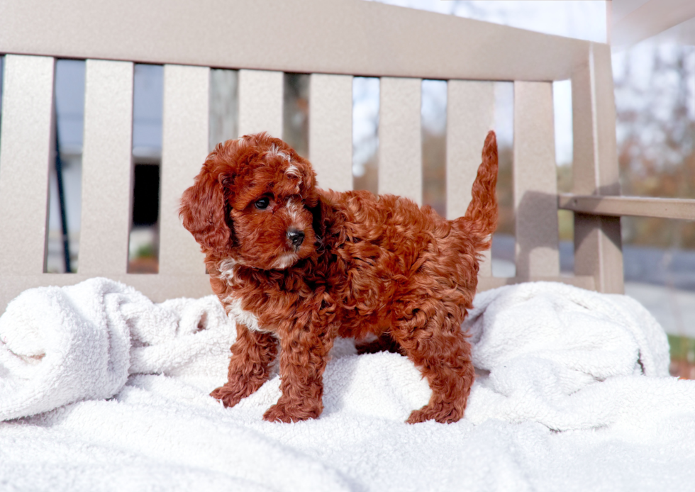 Cute Cavoodle Poodle Mix Puppy