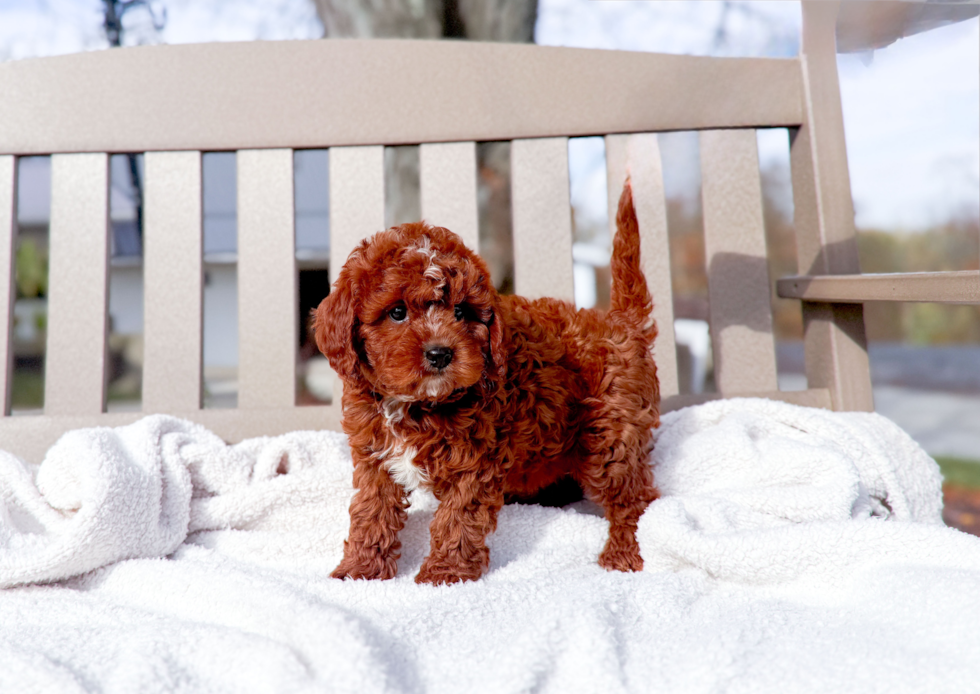 Best Cavapoo Baby