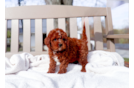 Cavapoo Puppy for Adoption