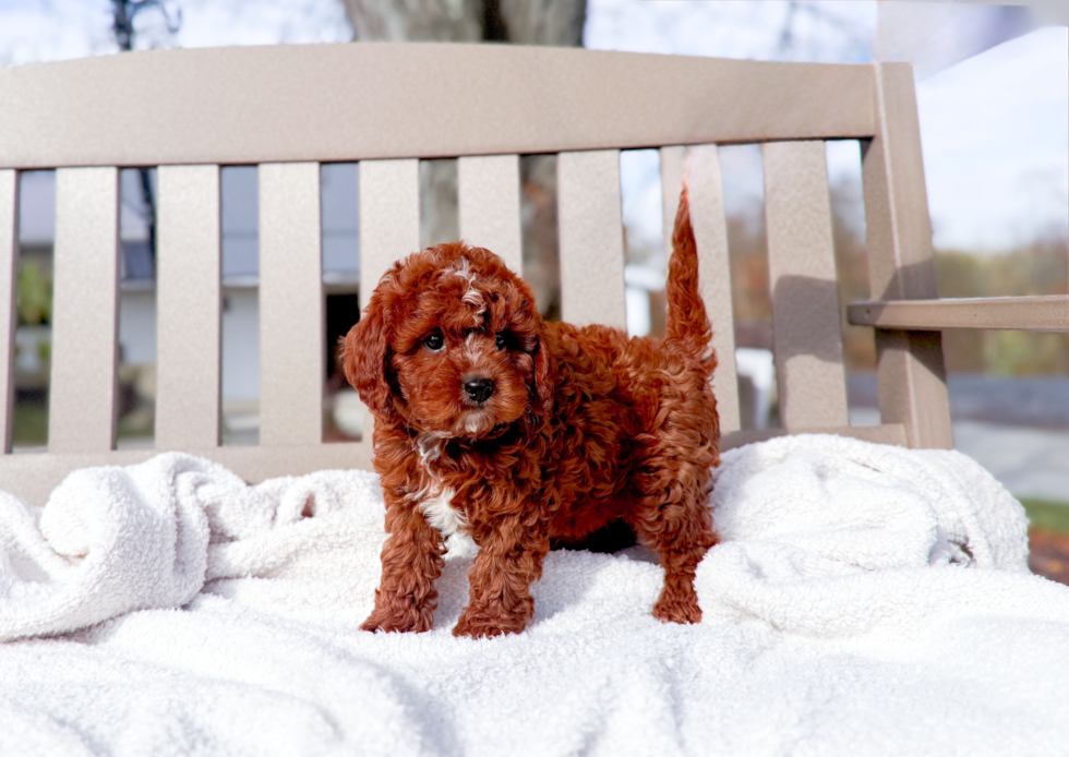 Cavapoo Puppy for Adoption