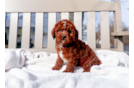 Best Cavapoo Baby