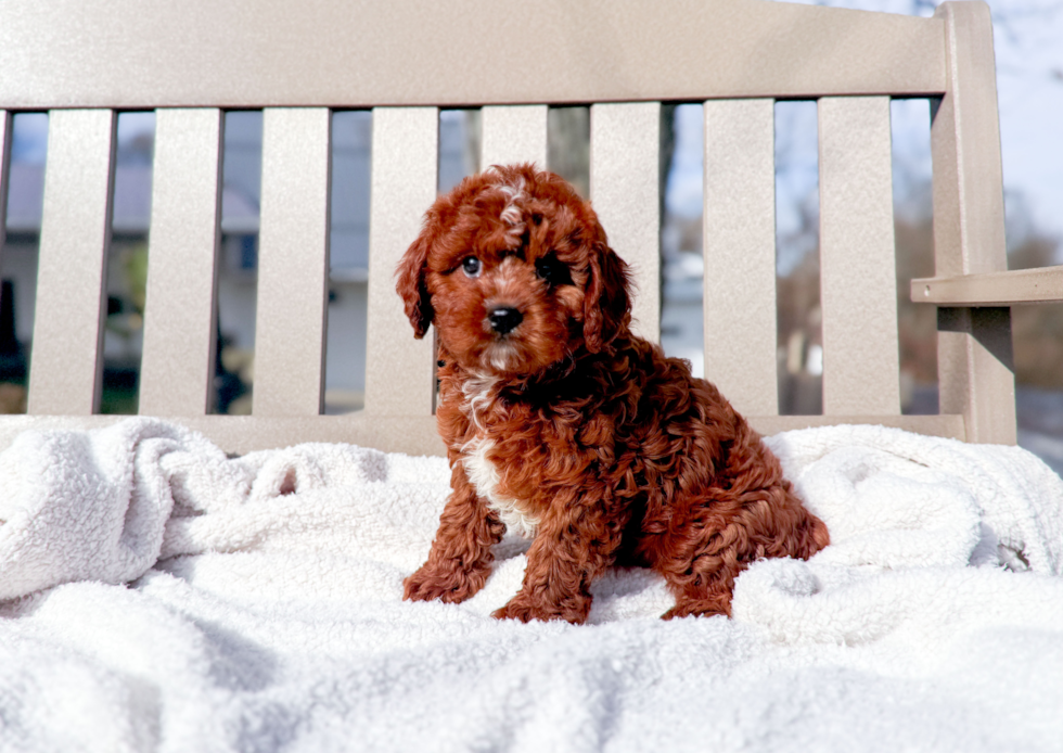 Best Cavapoo Baby