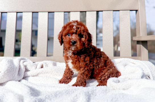 Best Cavapoo Baby