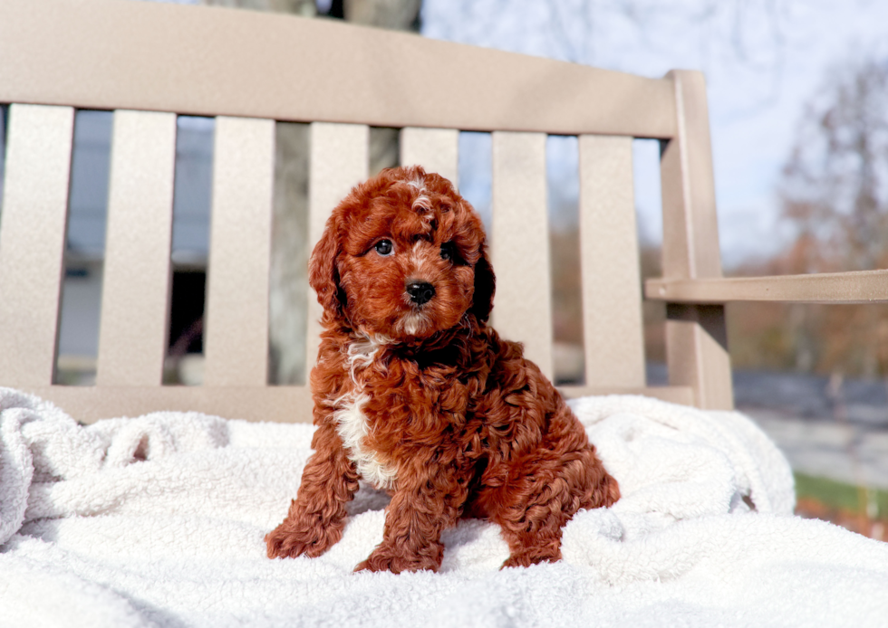 Best Cavapoo Baby