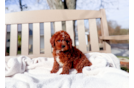 Cute Cavapoo Poodle Mix Pup