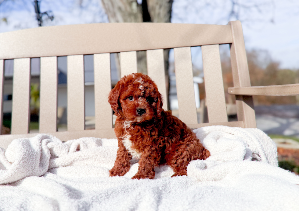 Cute Cavapoo Poodle Mix Pup