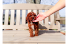 Cute Cavapoo Baby