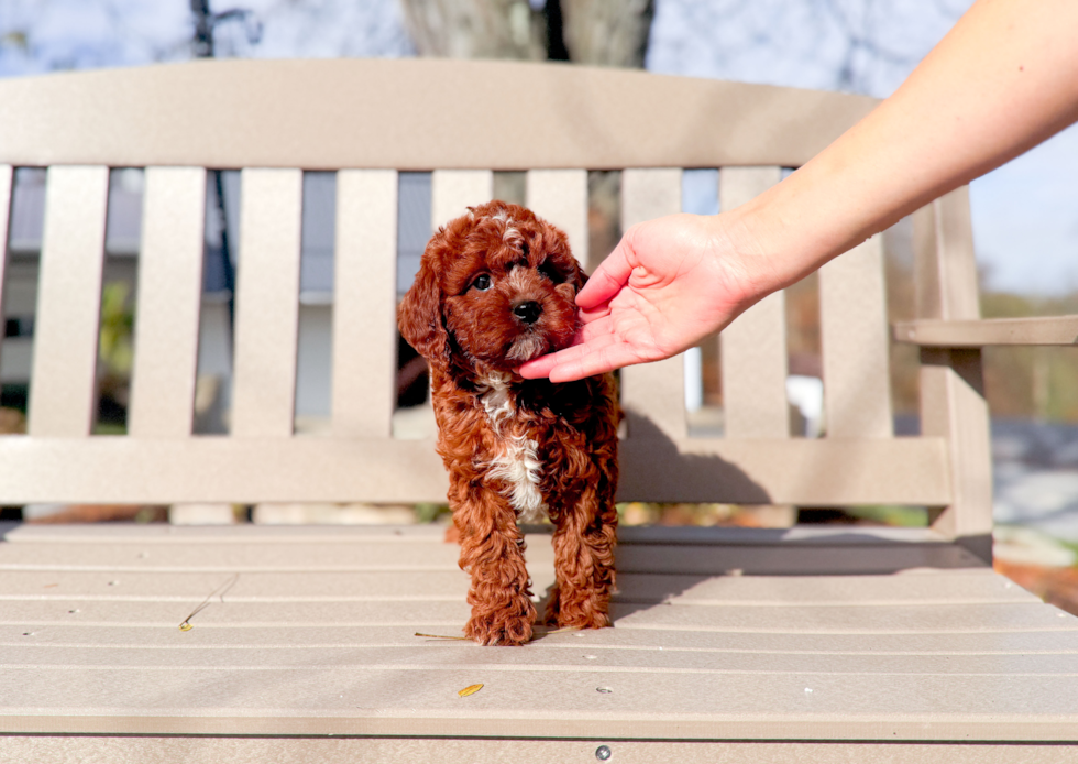 Cute Cavapoo Baby