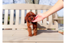 Cute Cavapoo Baby