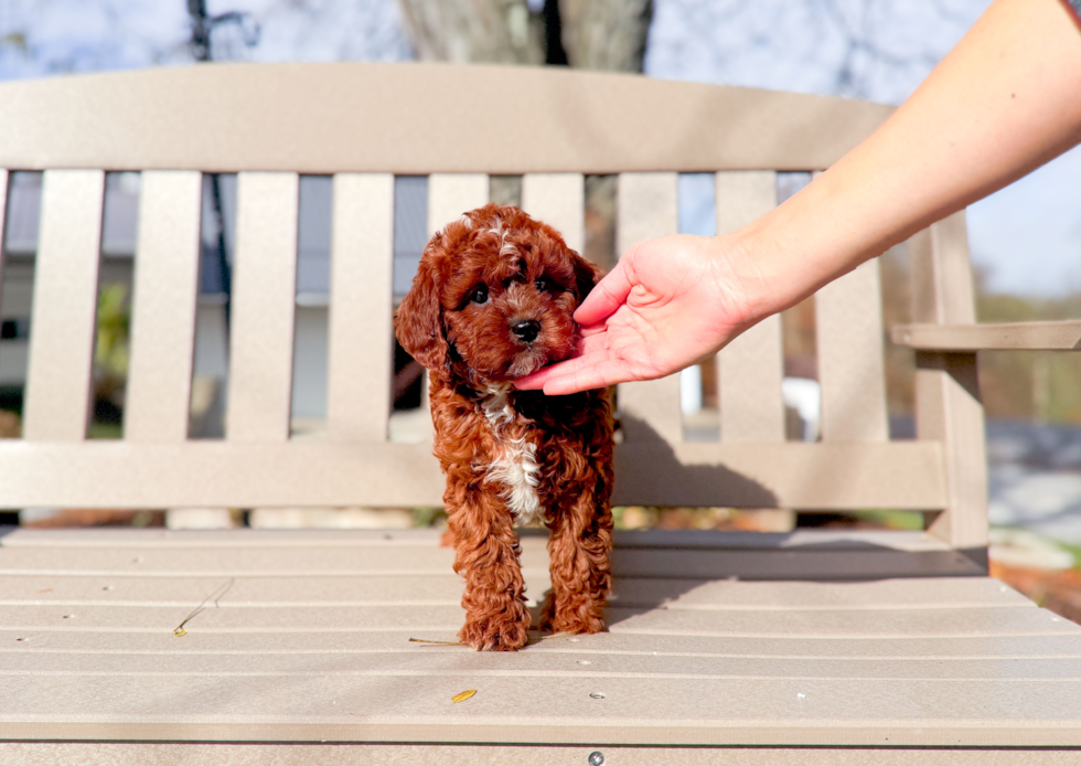 Cute Cavapoo Baby