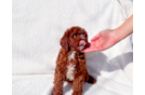 Cute Cavapoo Poodle Mix Pup