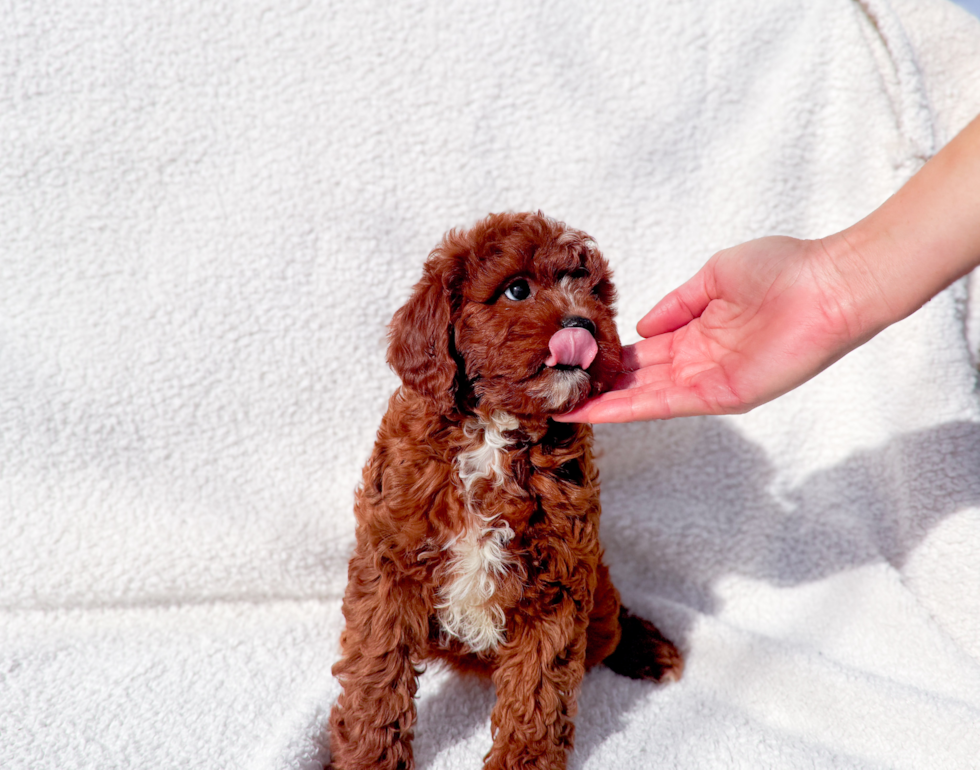 Cute Cavapoo Poodle Mix Pup