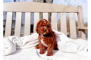 Cute Cavapoo Baby
