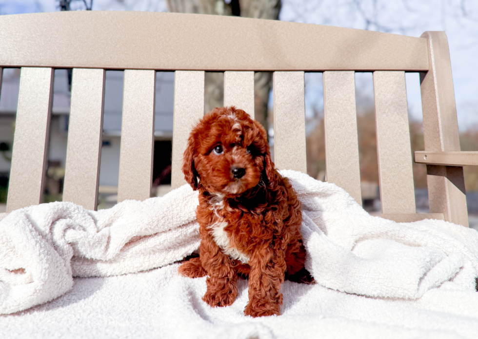 Cute Cavapoo Baby