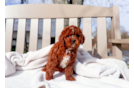 Cavapoo Puppy for Adoption