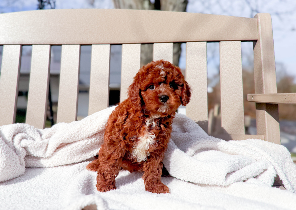 Cavapoo Puppy for Adoption