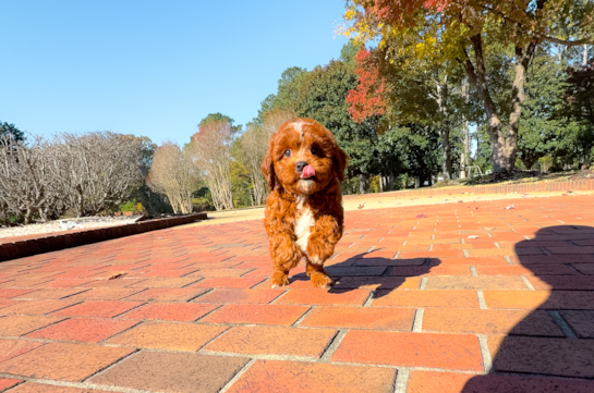 Cute Cavapoo Poodle Mix Pup