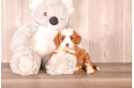 Cute Cavapoo Baby