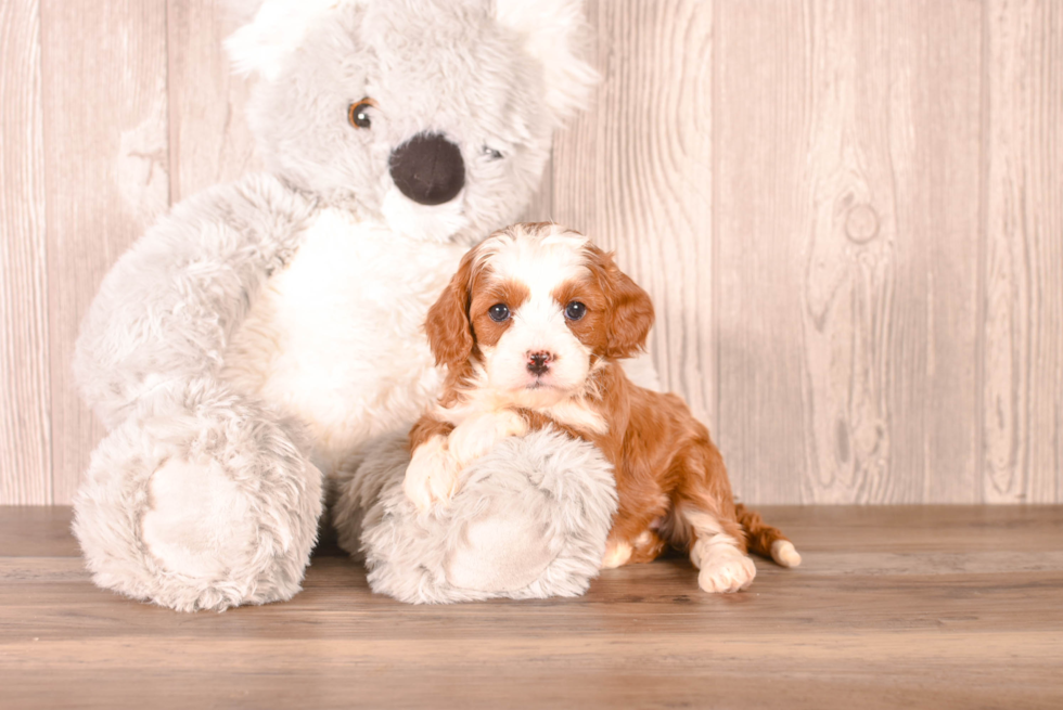 Cute Cavapoo Baby