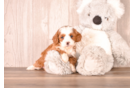 Cavapoo Puppy for Adoption