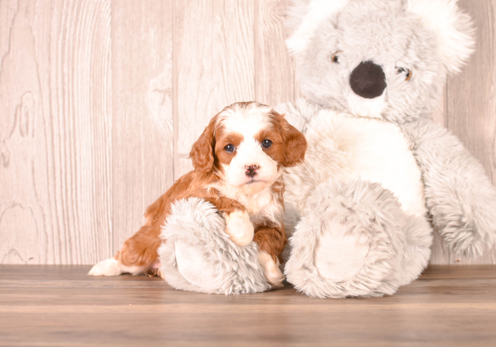 Cavapoo Puppy for Adoption