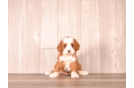 Cavapoo Puppy for Adoption