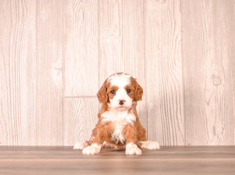 Cavapoo Puppy for Adoption