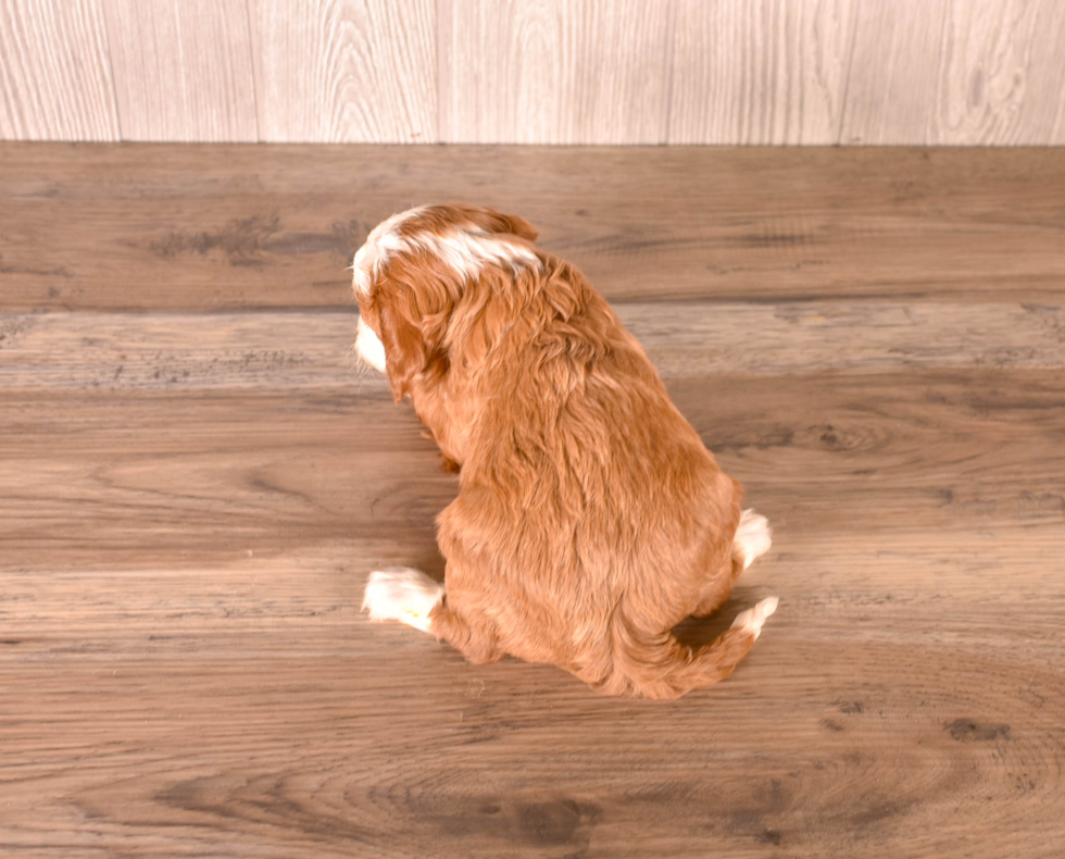 Cavapoo Pup Being Cute