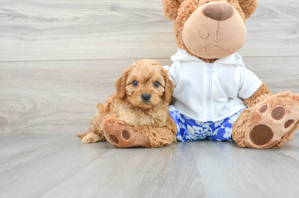 7 week old Cavapoo Puppy For Sale - Simply Southern Pups