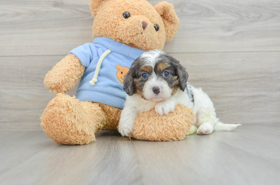 5 week old Cavapoo Puppy For Sale - Simply Southern Pups