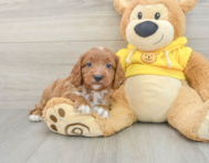 8 week old Cavapoo Puppy For Sale - Simply Southern Pups