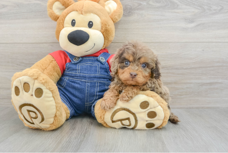 Popular Cavapoo Poodle Mix Pup