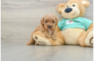 Best Cavapoo Baby