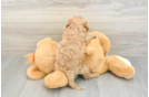 Cute Cavapoo Baby