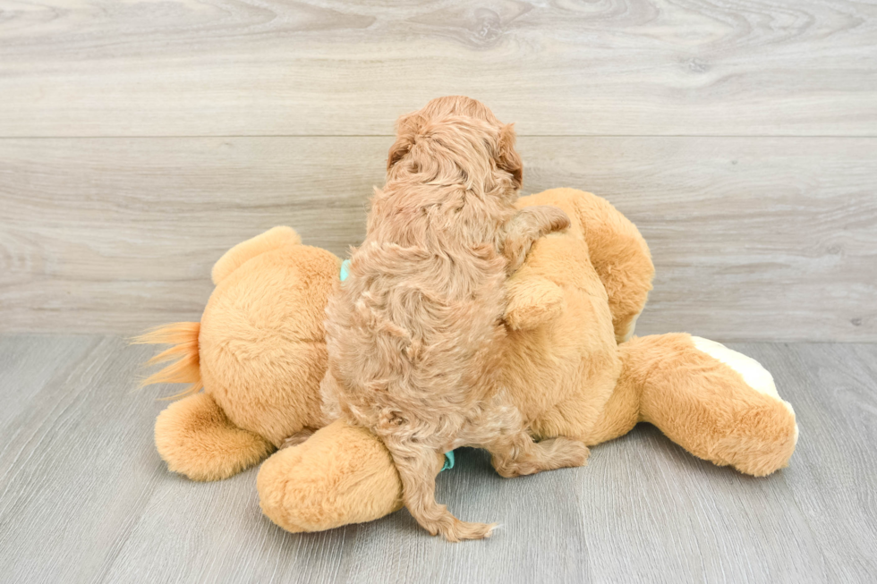 Cute Cavapoo Baby