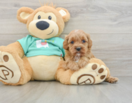 7 week old Cavapoo Puppy For Sale - Simply Southern Pups