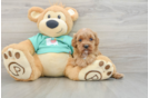 Cavapoo Puppy for Adoption
