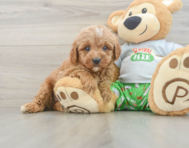 8 week old Cavapoo Puppy For Sale - Simply Southern Pups