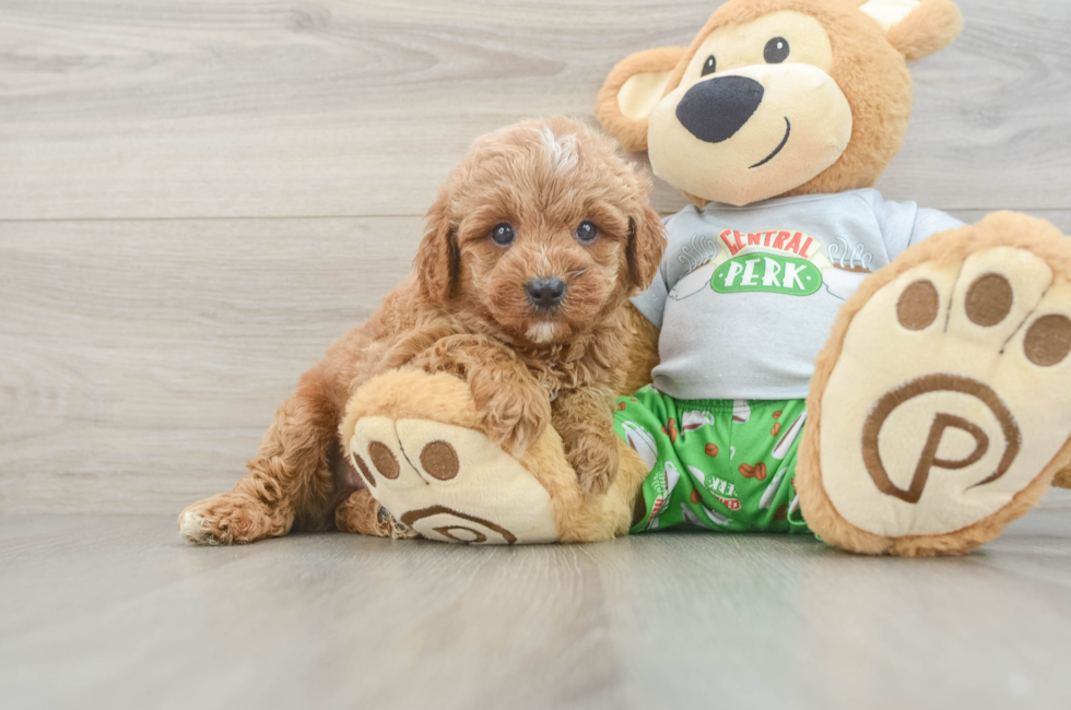 6 week old Cavapoo Puppy For Sale - Simply Southern Pups