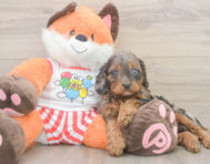 8 week old Cavapoo Puppy For Sale - Simply Southern Pups