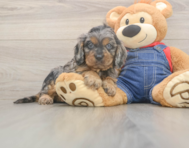 7 week old Cavapoo Puppy For Sale - Simply Southern Pups