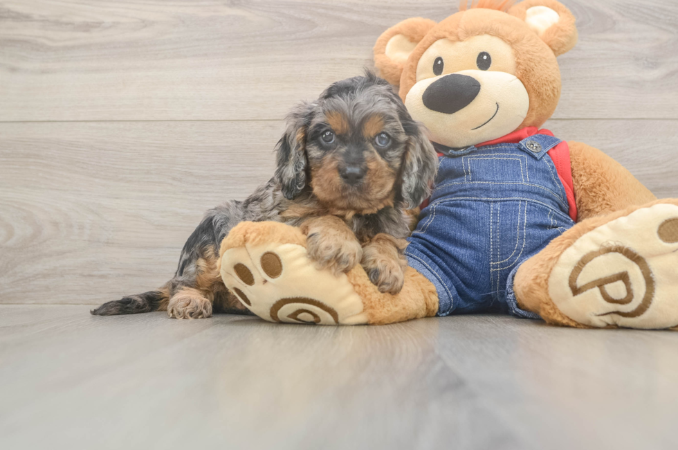 5 week old Cavapoo Puppy For Sale - Simply Southern Pups