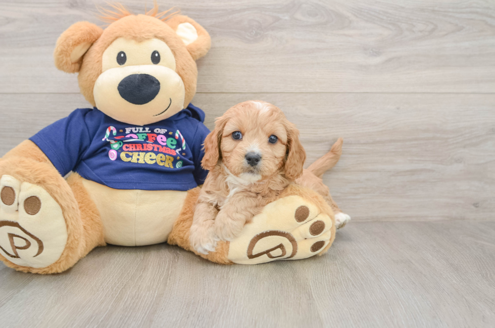 5 week old Cavapoo Puppy For Sale - Simply Southern Pups