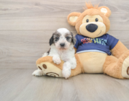 8 week old Cavapoo Puppy For Sale - Simply Southern Pups