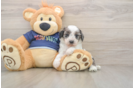 Cavapoo Puppy for Adoption
