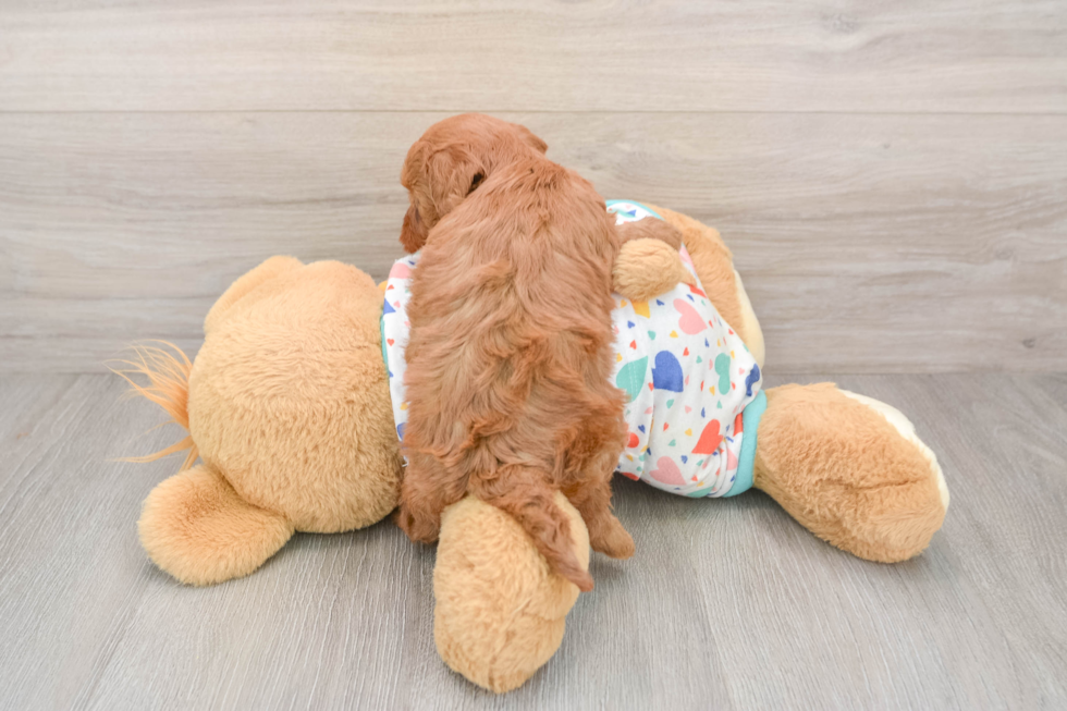 Adorable Cavalier King Charles Spaniel and Poodle Mix Poodle Mix Puppy