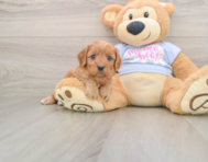 8 week old Cavapoo Puppy For Sale - Simply Southern Pups
