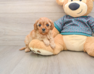 8 week old Cavapoo Puppy For Sale - Simply Southern Pups