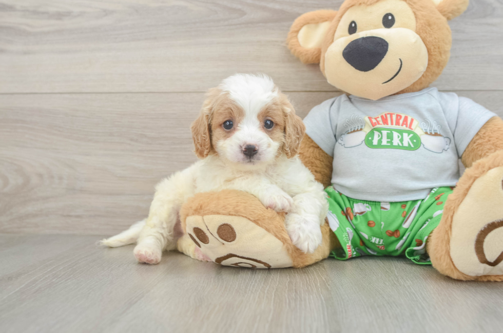 6 week old Cavapoo Puppy For Sale - Simply Southern Pups